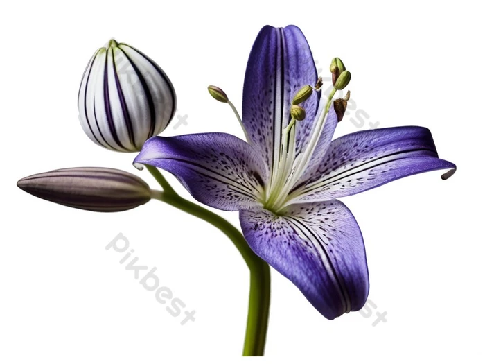 Lírios de trombeta roxos