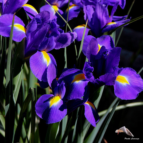 Tipos de lírios roxos