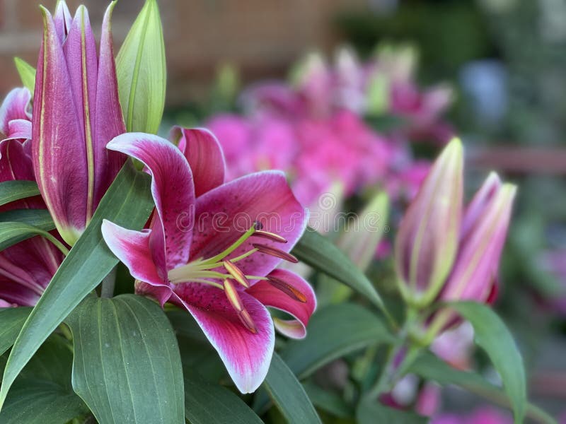 Tipos de lírios roxos