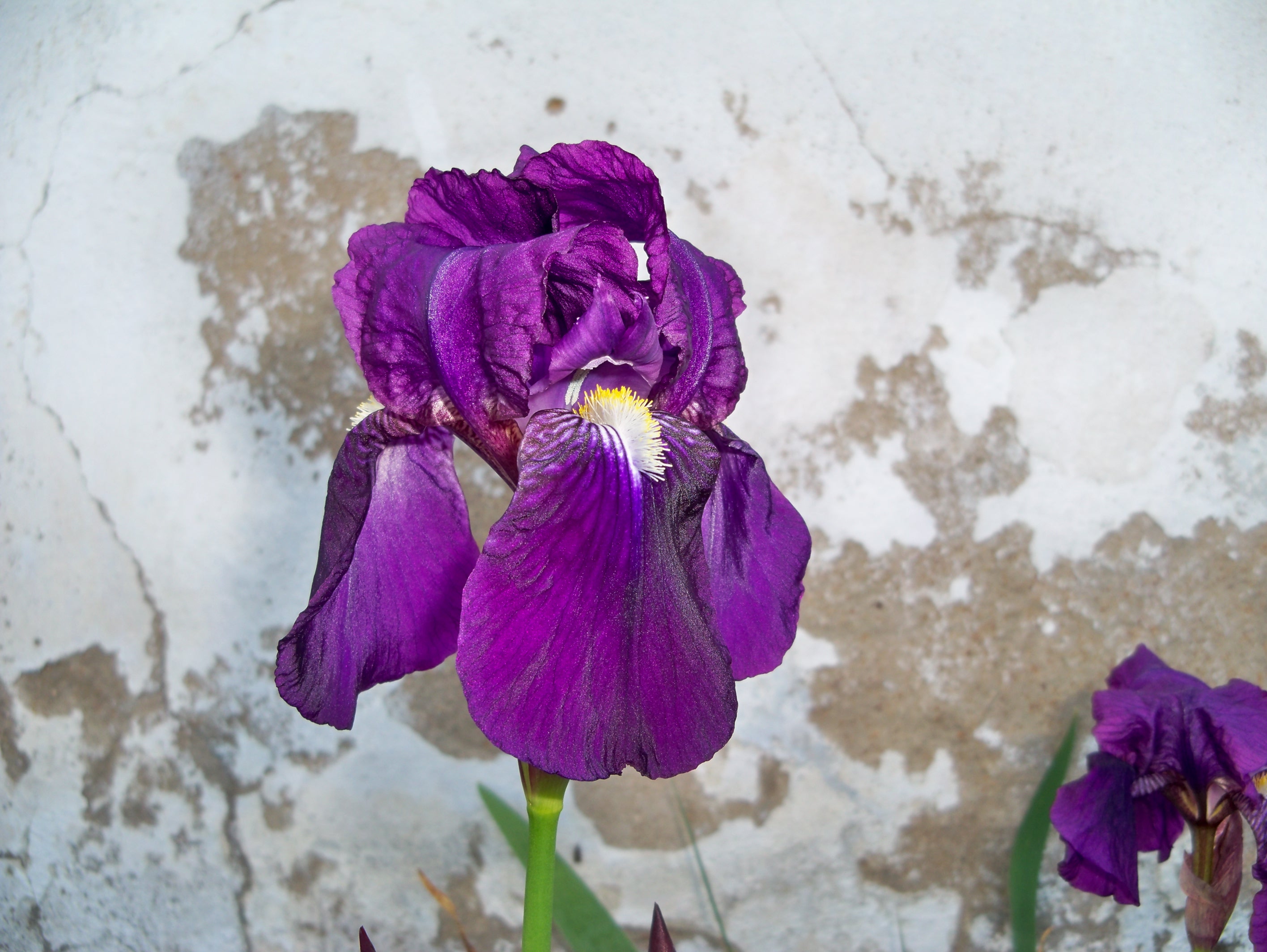 Lírio roxo das pedras