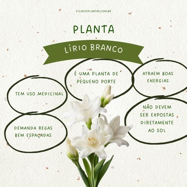 lírios significado espiritual