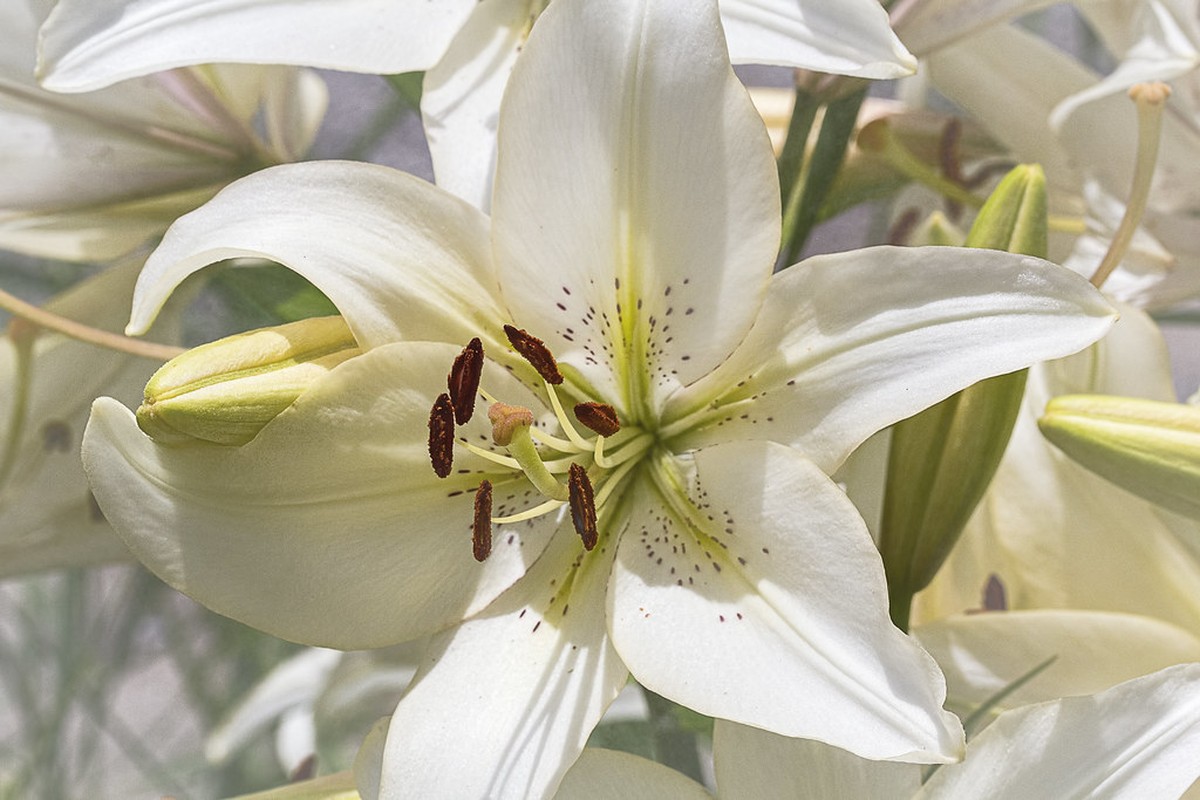 erros comuns ao interpretar significado espiritual lírios