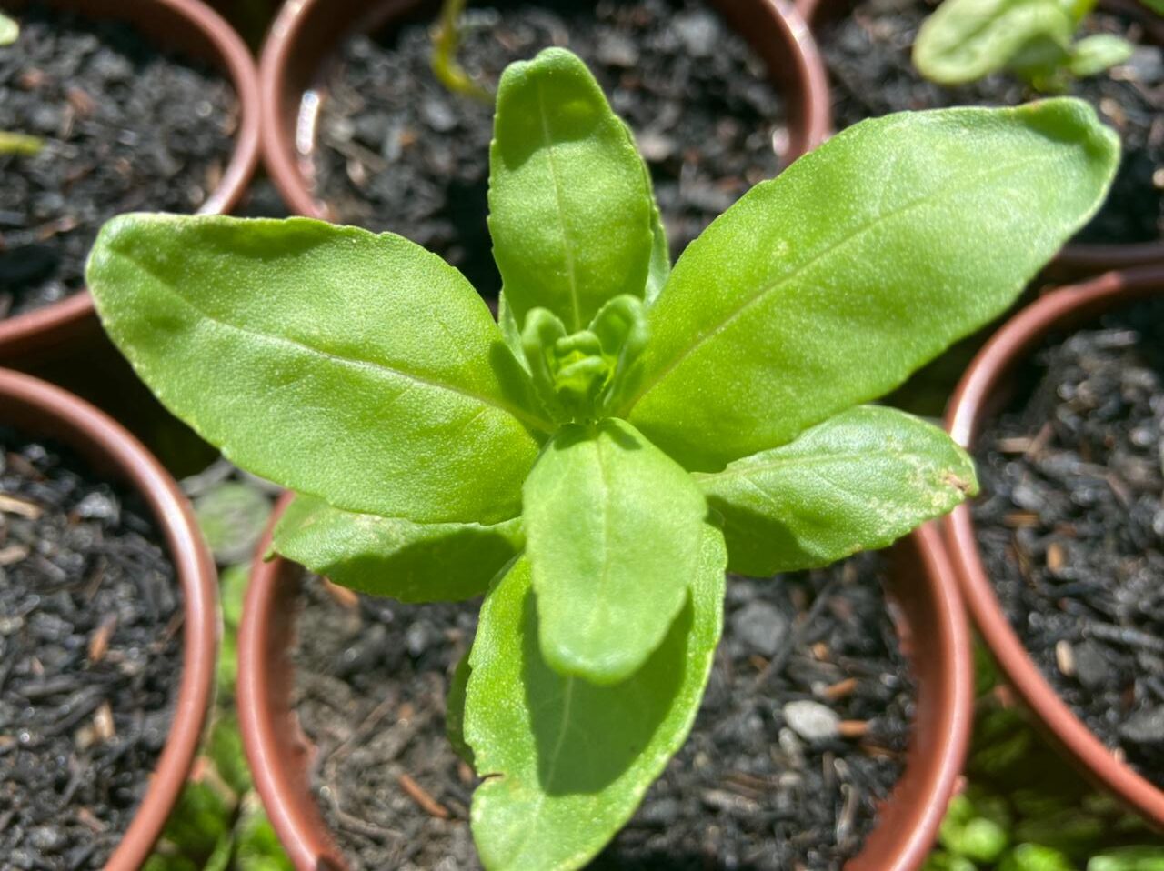 macassá para que serve