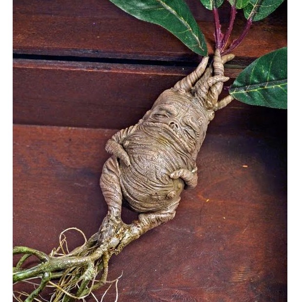 erros ao cultivar mandrágora em casa