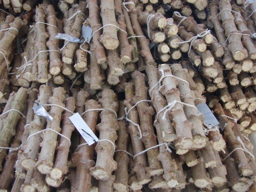 como fazer maniva para plantar mandioca