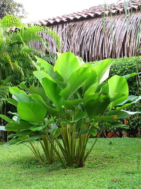 maranta charuto ideias de paisagismo tropical