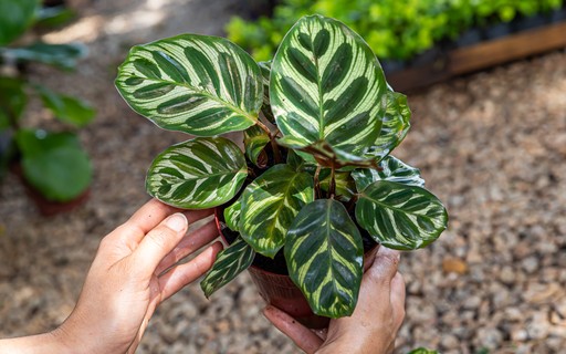 maranta pavão fotos inspiração decoração