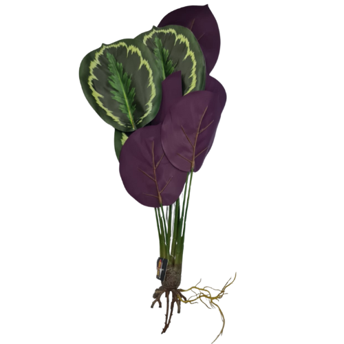 Como cuidar de Maranta Pavão