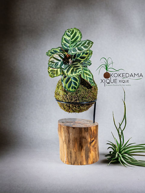 Onde comprar Maranta Pavão