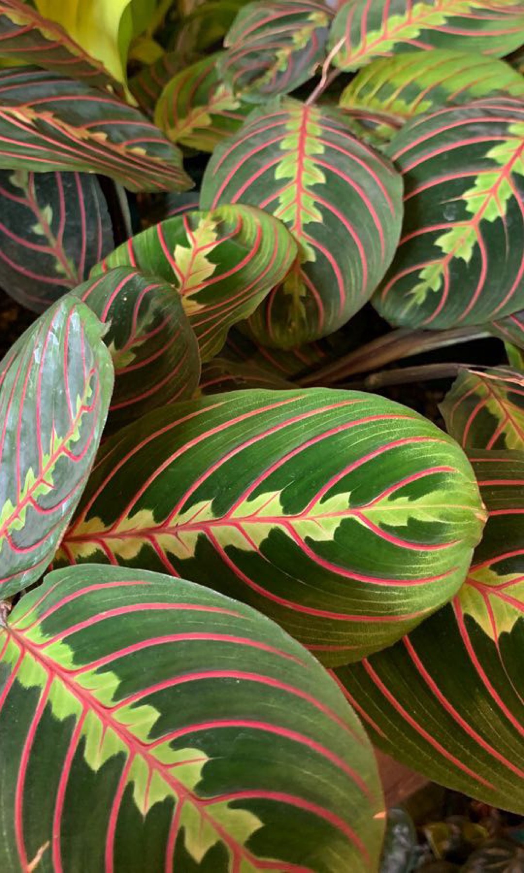 Maranta Pavão preço