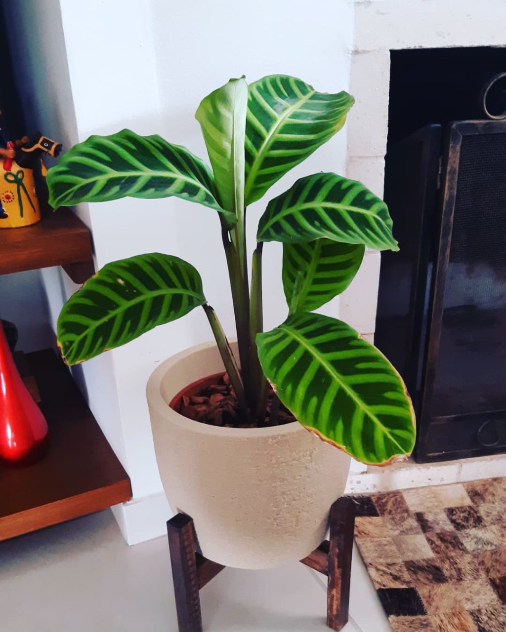 Maranta Pavão kokedama