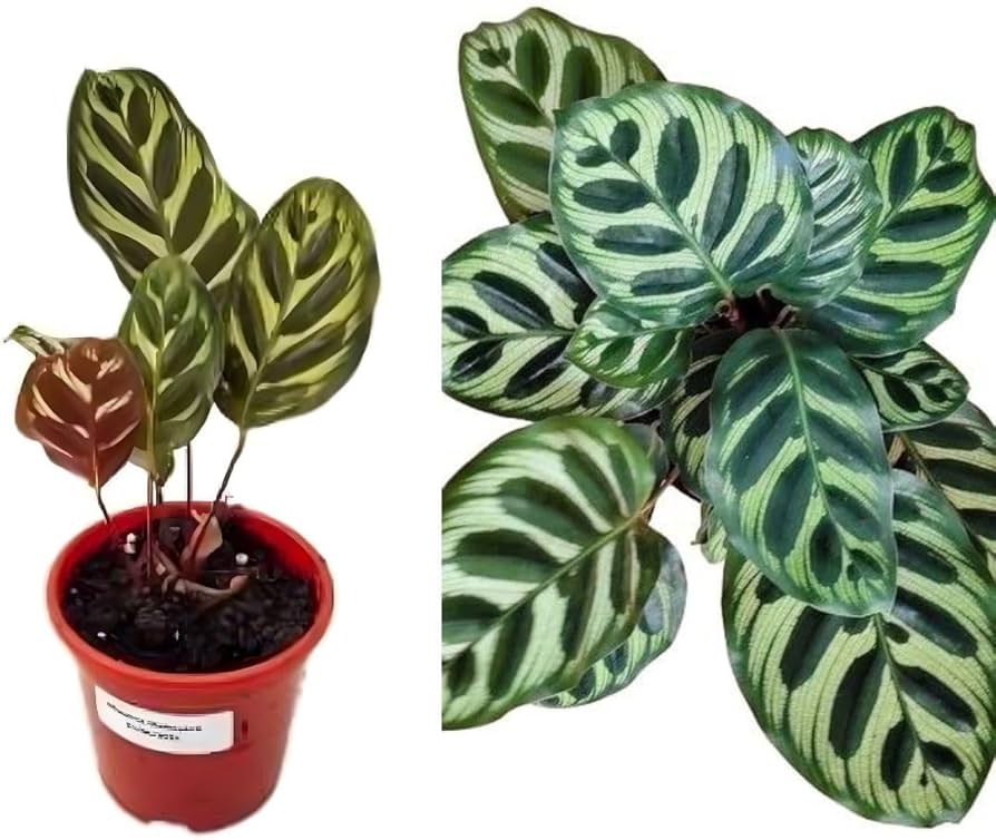 Maranta Pavão pet friendly