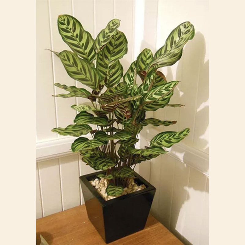 Maranta Pavão purifica o ar