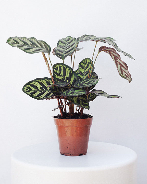 Maranta com folhas de pavão