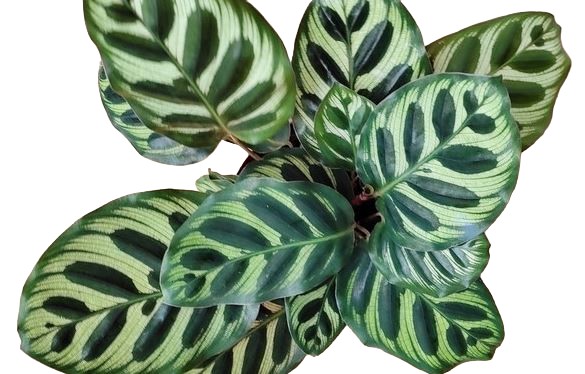 Maranta Pavão preço