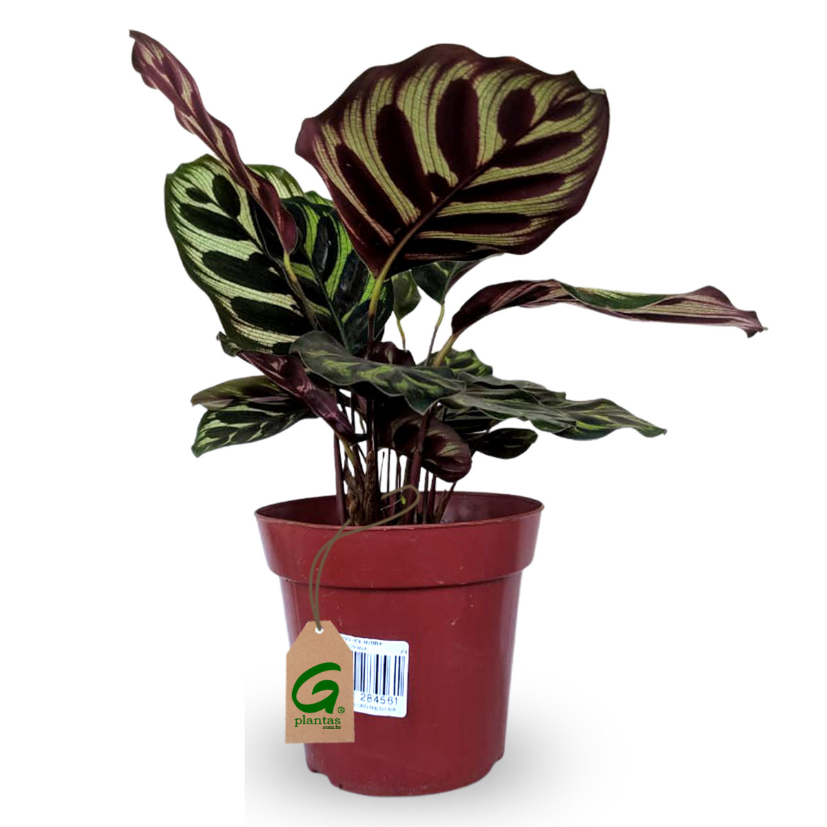 Maranta Pavão kokedama
