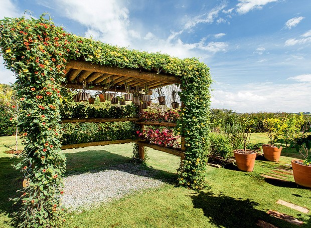 melhor trepadeira para pergolado com sombra