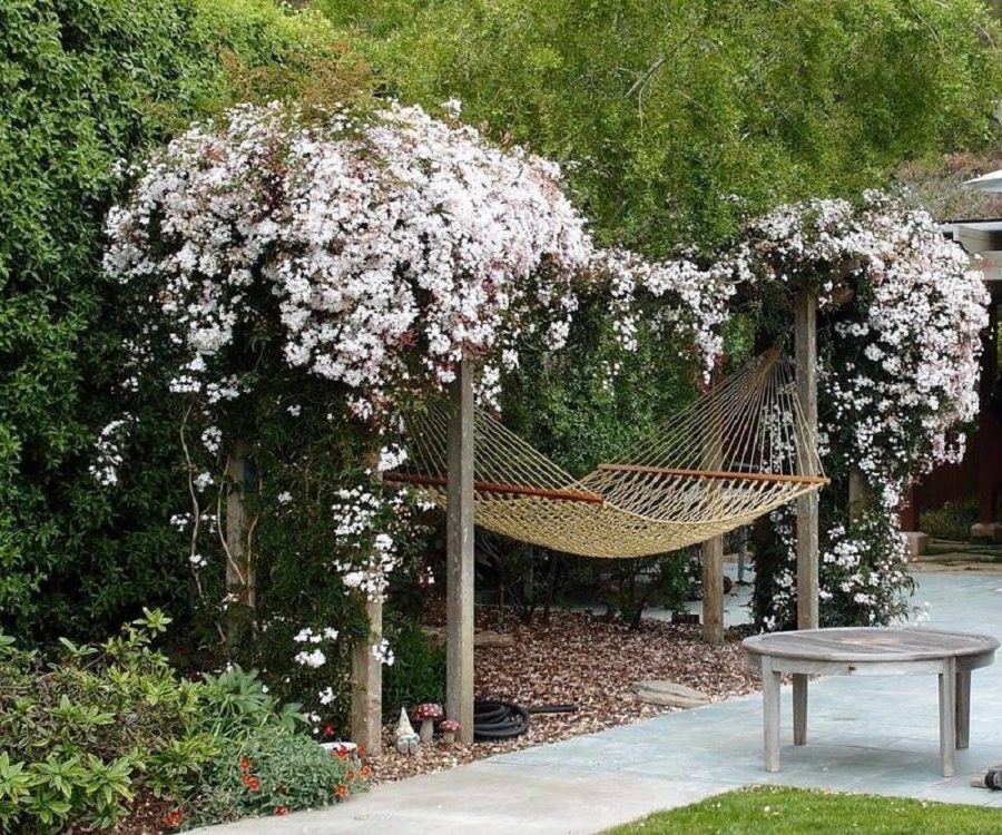 trepadeira que floresce o ano todo