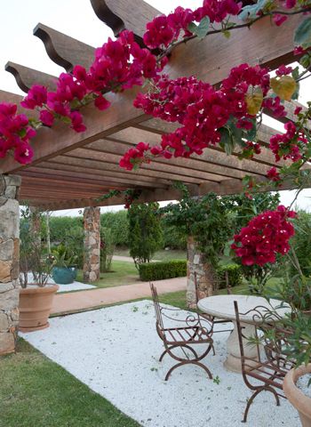 trepadeira para pergolado com flores rosas