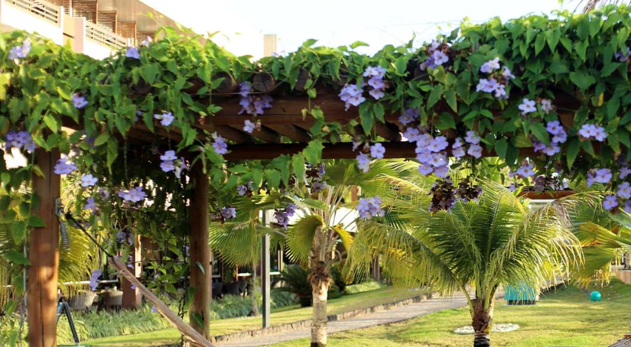 trepadeira resistente ao sol para pergolado