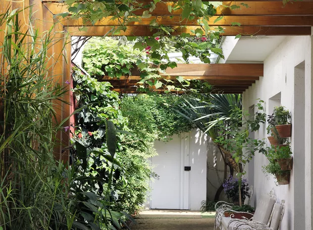 como cuidar de trepadeira em pergolado