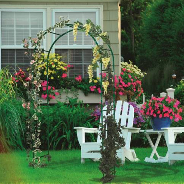 trepadeira para pergolado pequeno