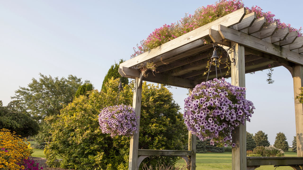trepadeira para pergolado pequeno