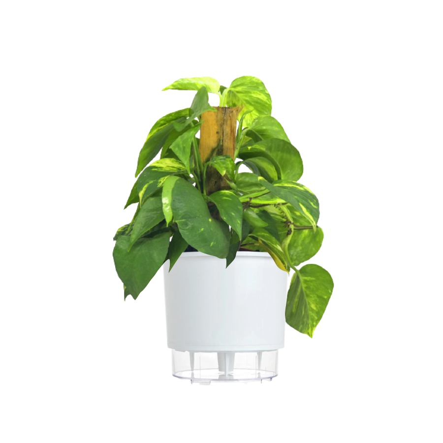 vaso para jiboia de crescimento vertical