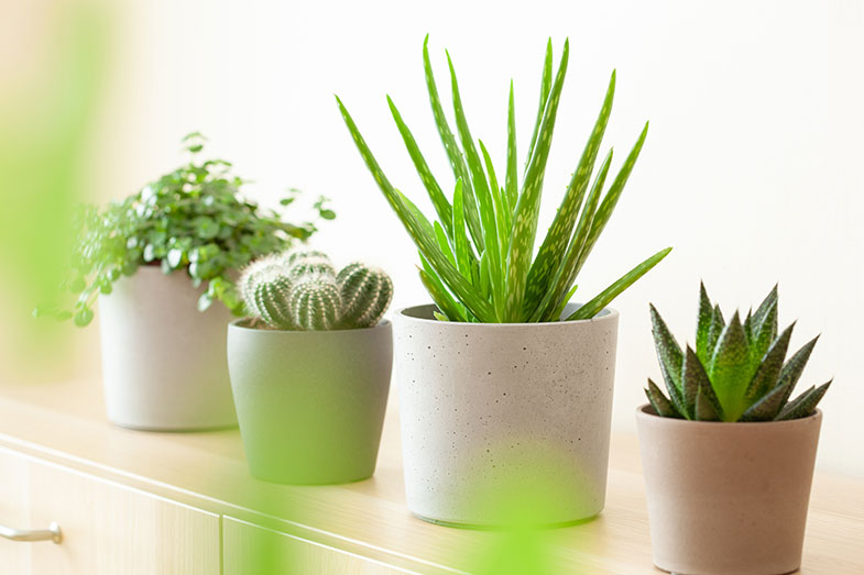 plantas para banheiro com pouca luz