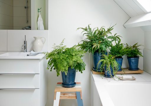 plantas tropicais para banheiro