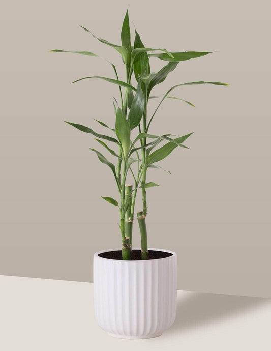 plantas para banheiro com pouca luz