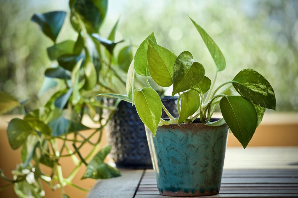 plantas para lavabo sem janela