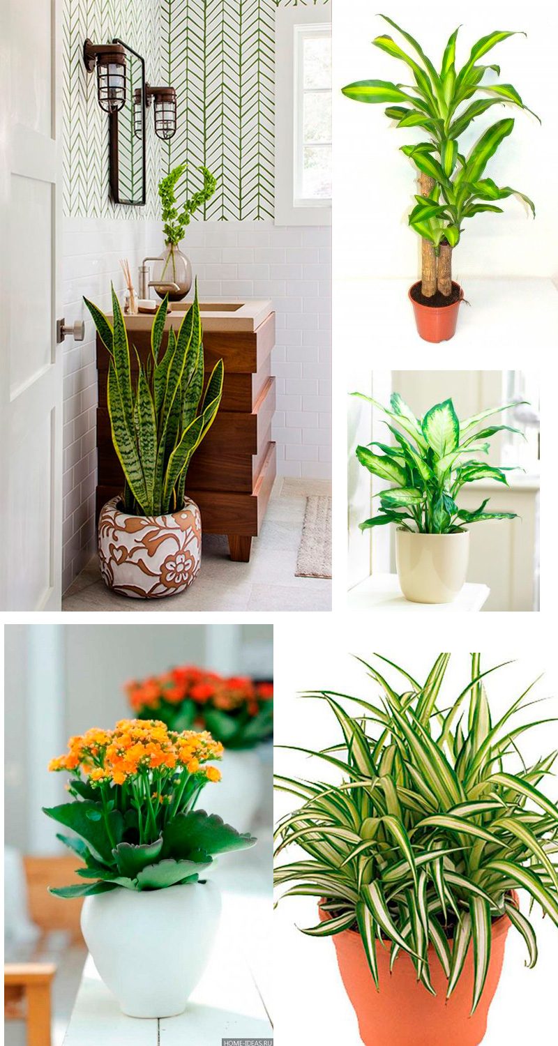plantas pendentes para banheiro