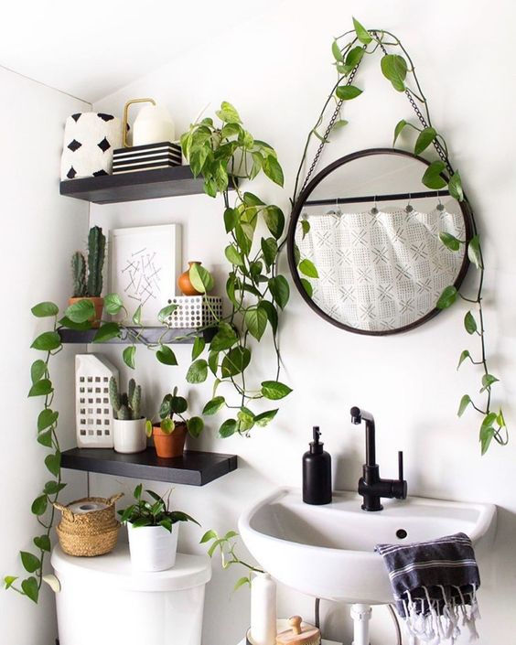 plantas que ajudam a prevenir mofo no banheiro
