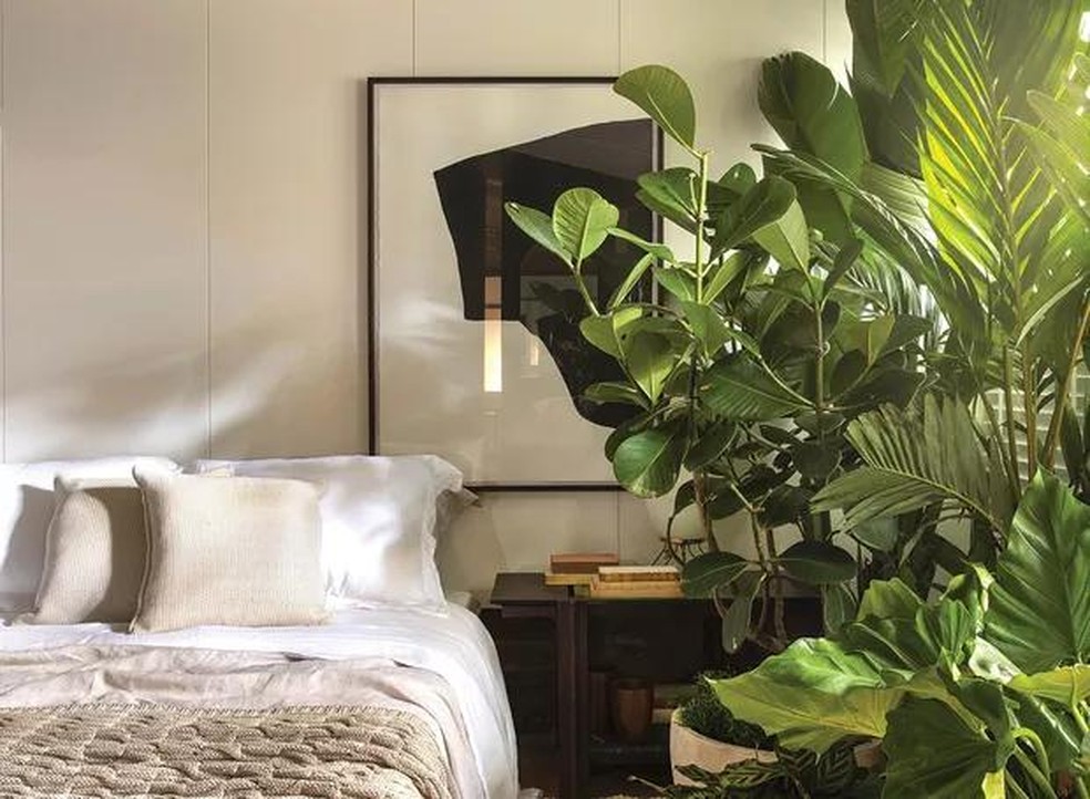plantas para quarto que purificam o ar