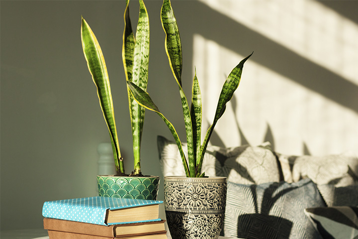 plantas para quarto que purificam o ar