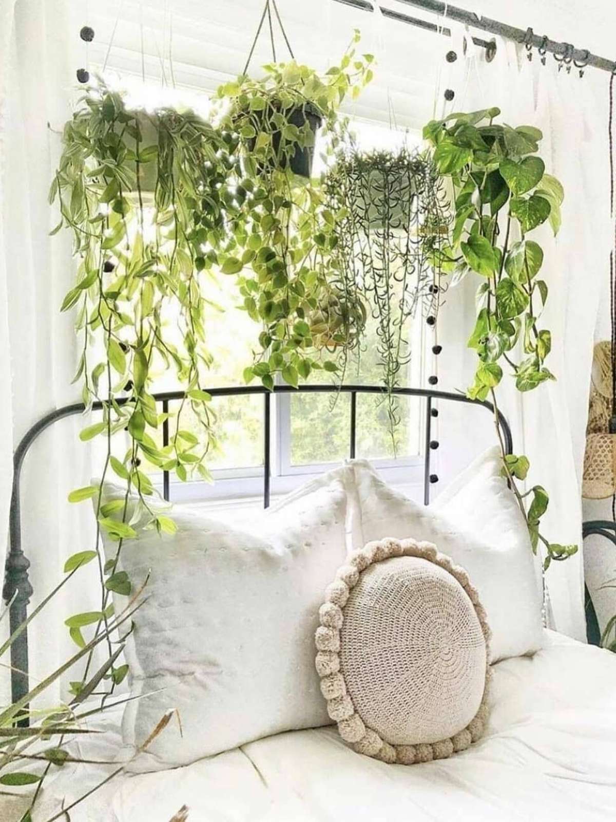 plantas que liberam oxigênio à noite