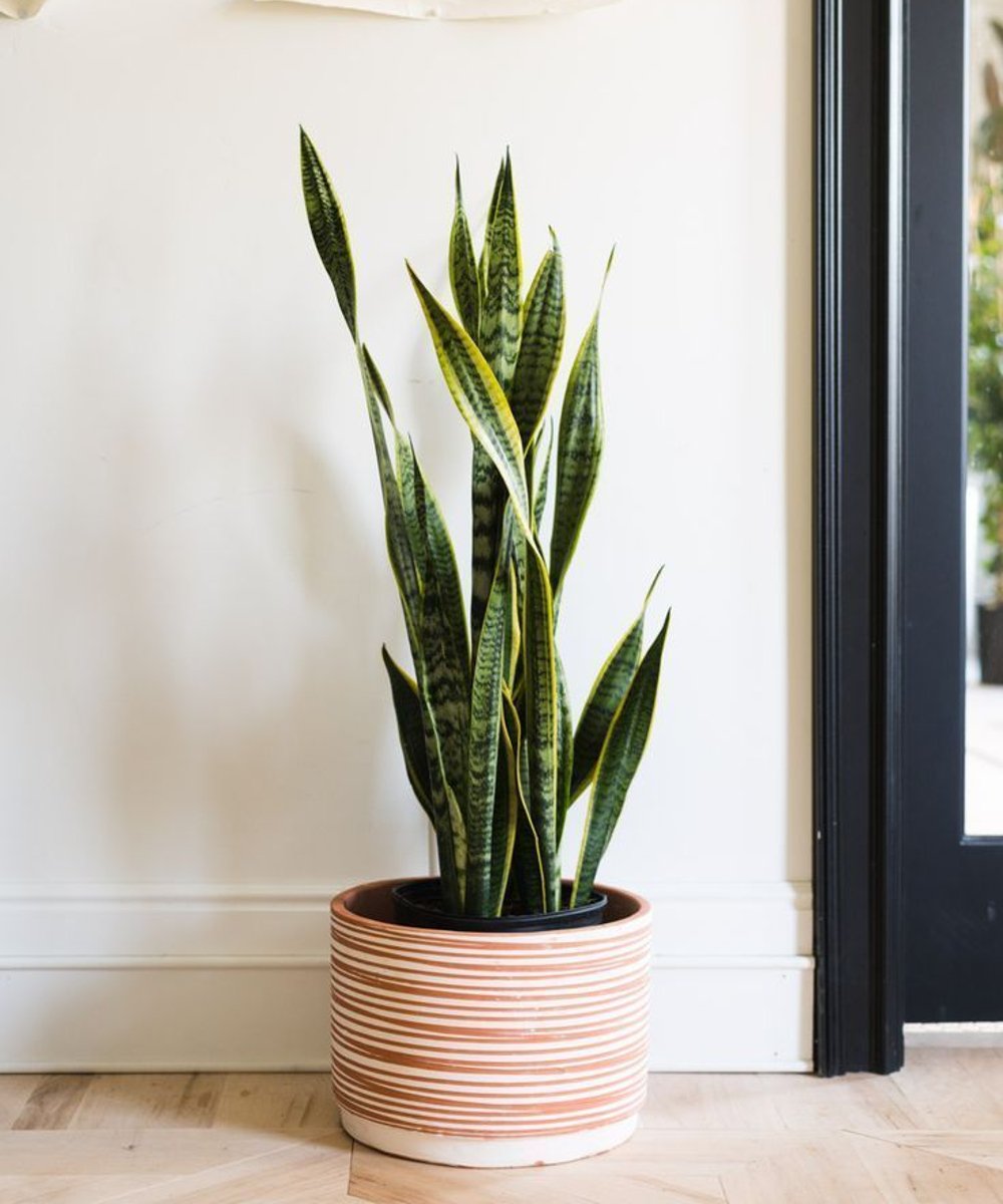 plantas que liberam oxigênio à noite