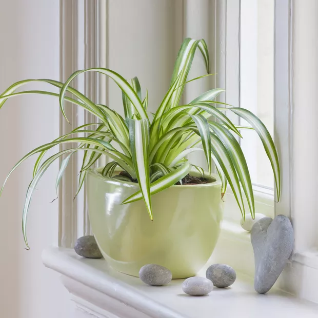 plantas para quarto com alergia