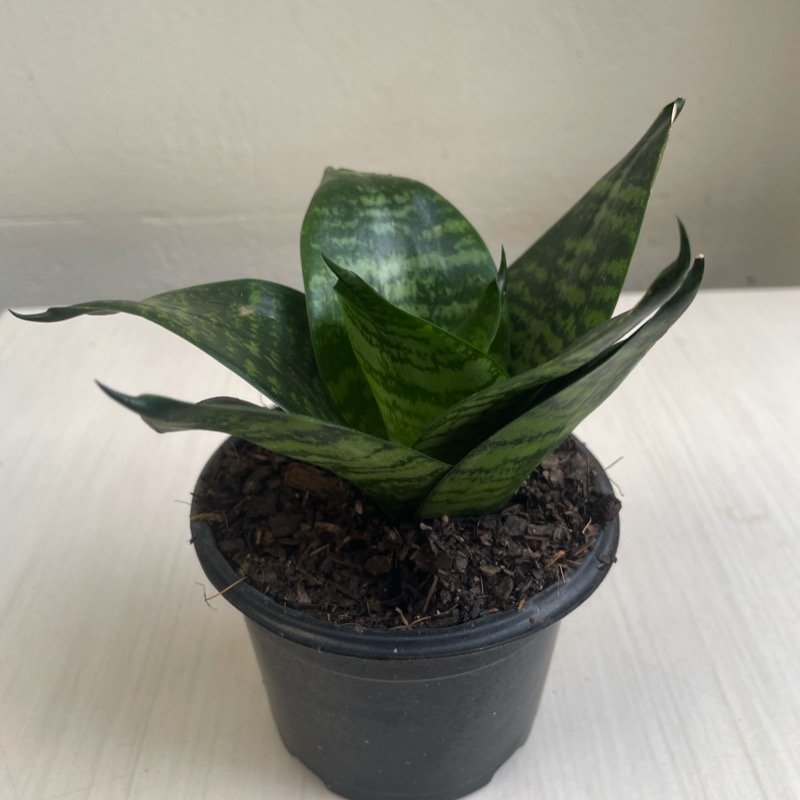 Espadinha de São Jorge