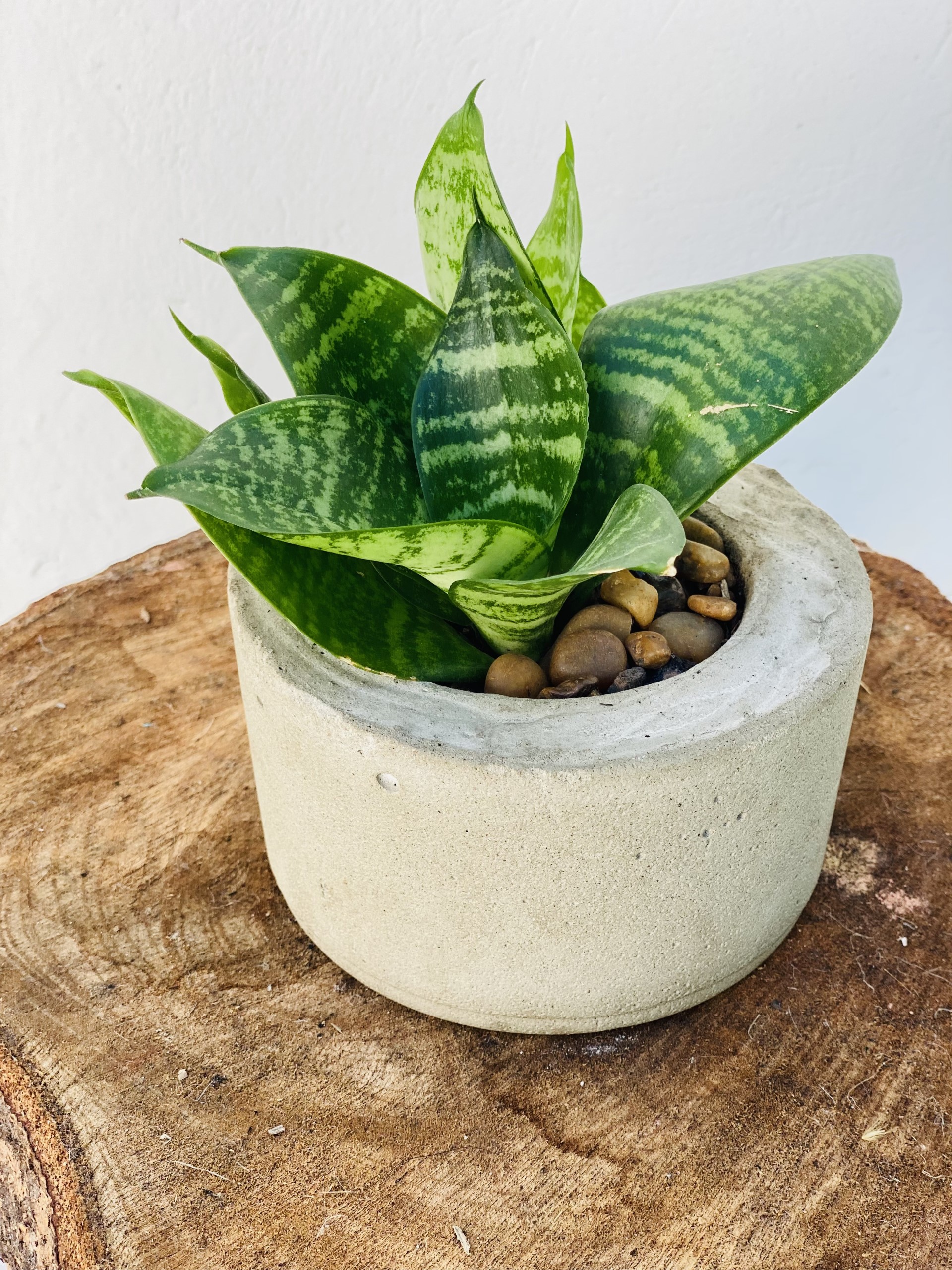 Mini Espada de São Jorge na água