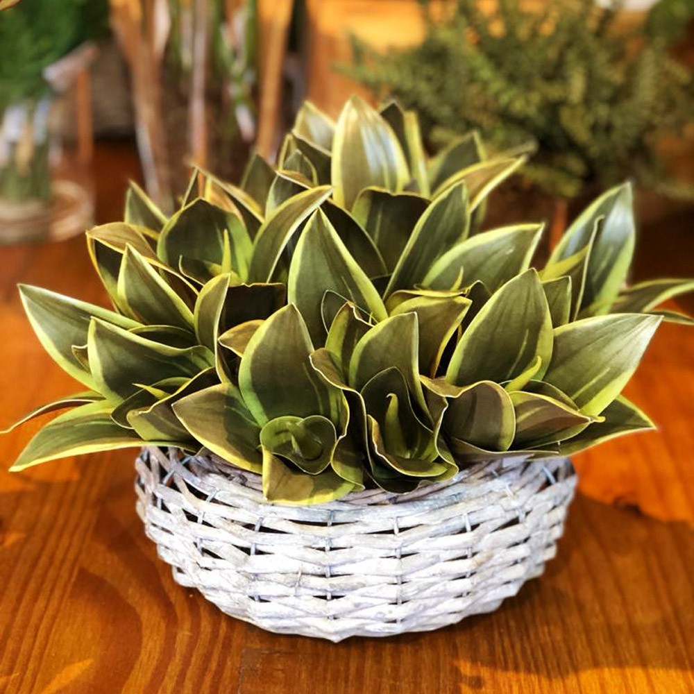 Espadinha de São Jorge