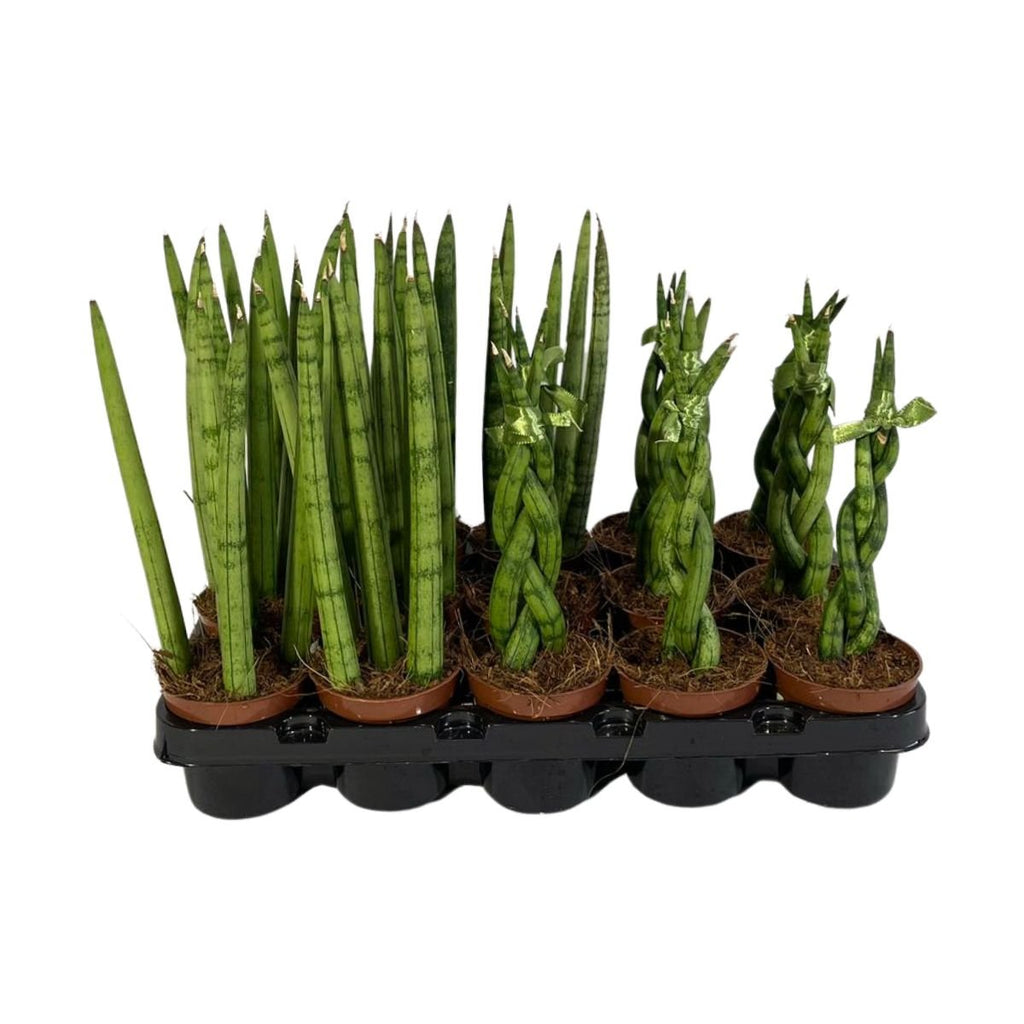 Sansevieria mini trifasciata hahnii 