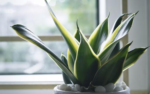 Espada de São Jorge Variegata Mini