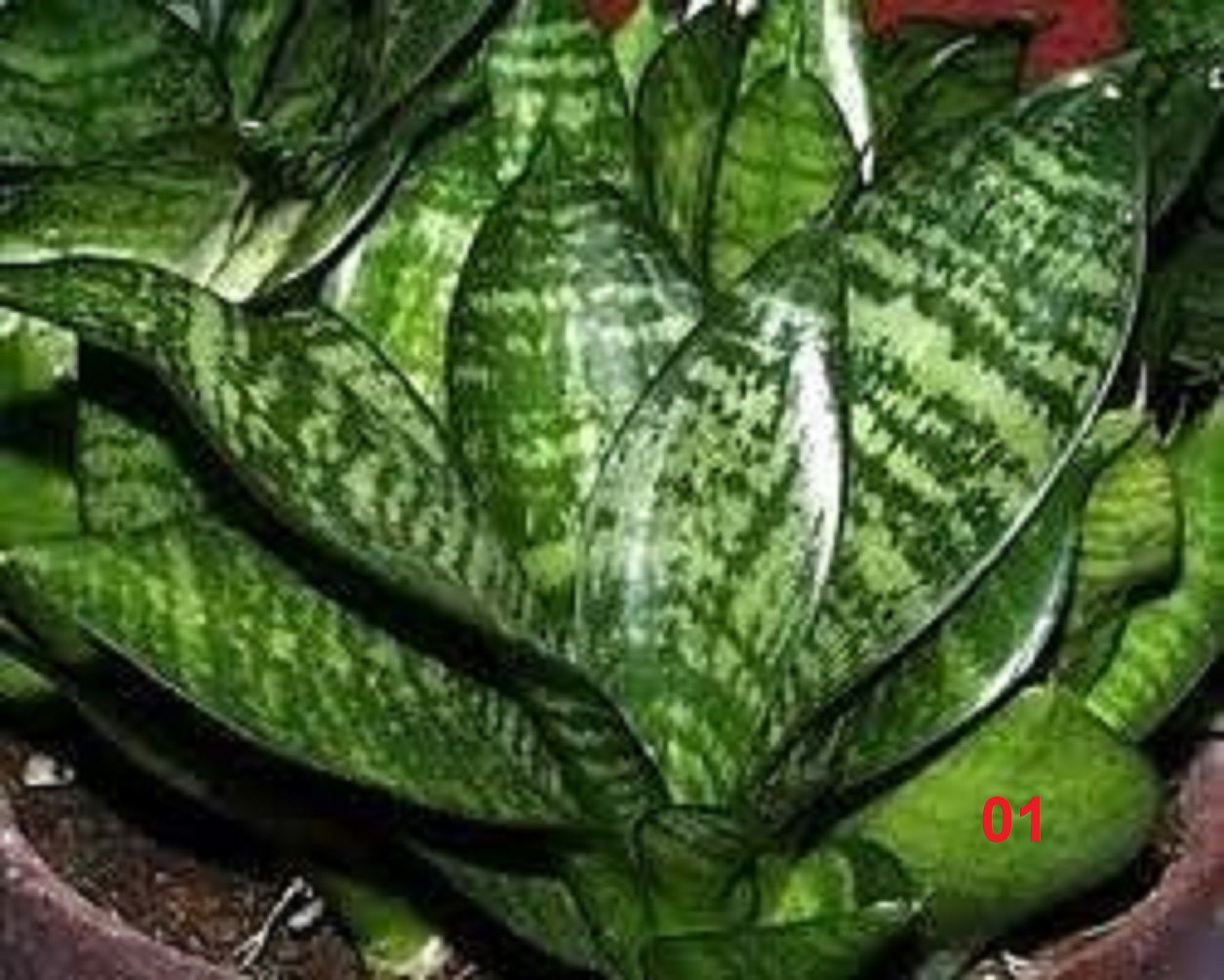 Espadinha de São Jorge