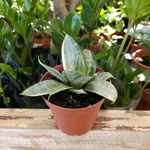 Dwarf Sansevieria Trifasciata 