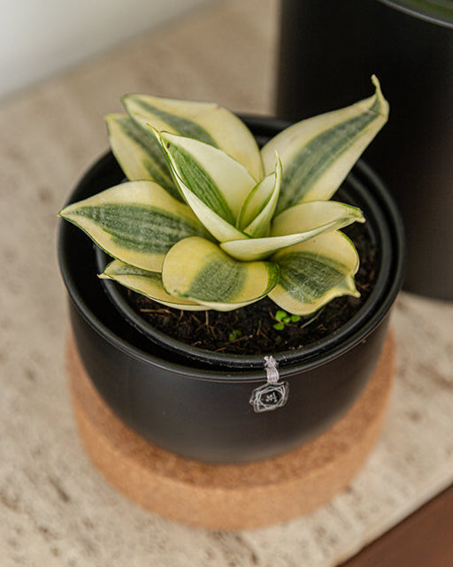 Sansevieria Trifasciata 