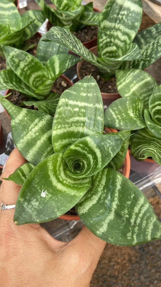 Sansevieria Hanhii Variadas