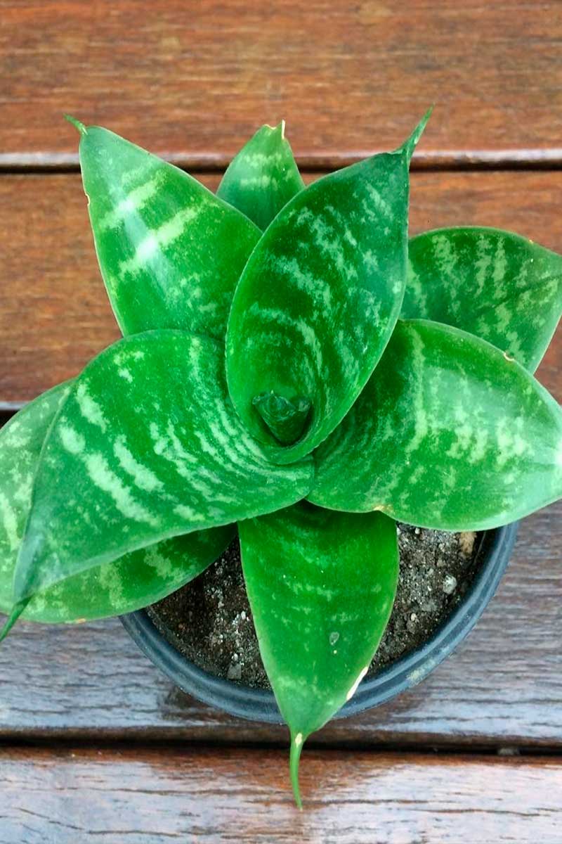 Sansevieria mini trifasciata hahnii 