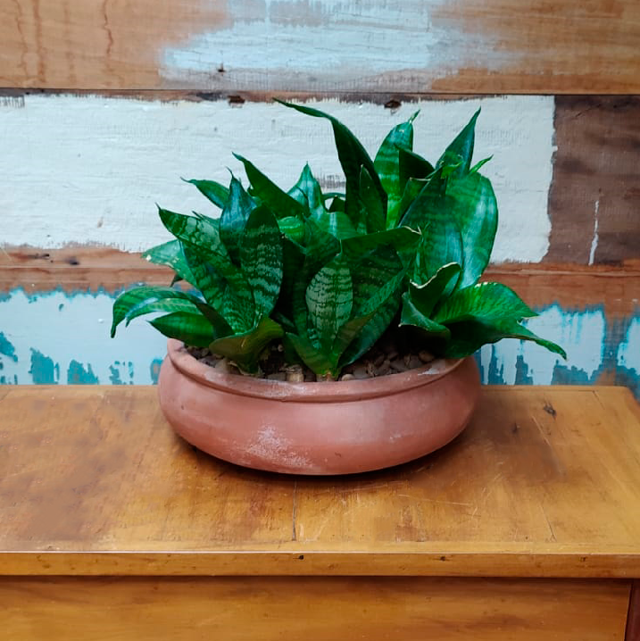 Espada de São Jorge Variegata Mini